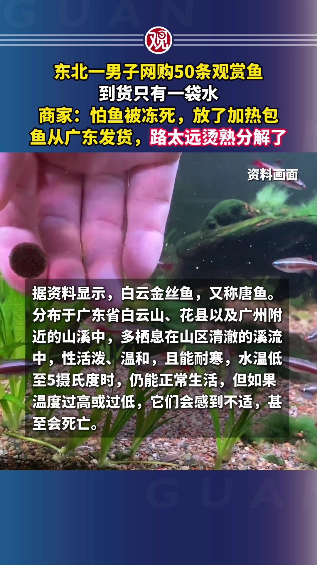 东北一男子网购50条观赏鱼，到货只有一袋水，商家：怕鱼被冻死，放了加热包，鱼从广东发货，路