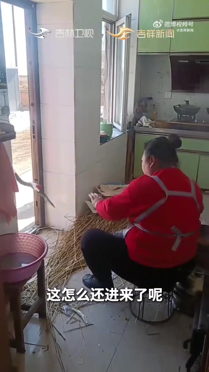 大姐要炖鱼引来丹顶鹤，一点儿不怕人甚至还想吃点