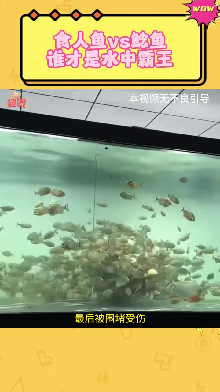 食人鱼vs鲶鱼,谁才是水中霸王
