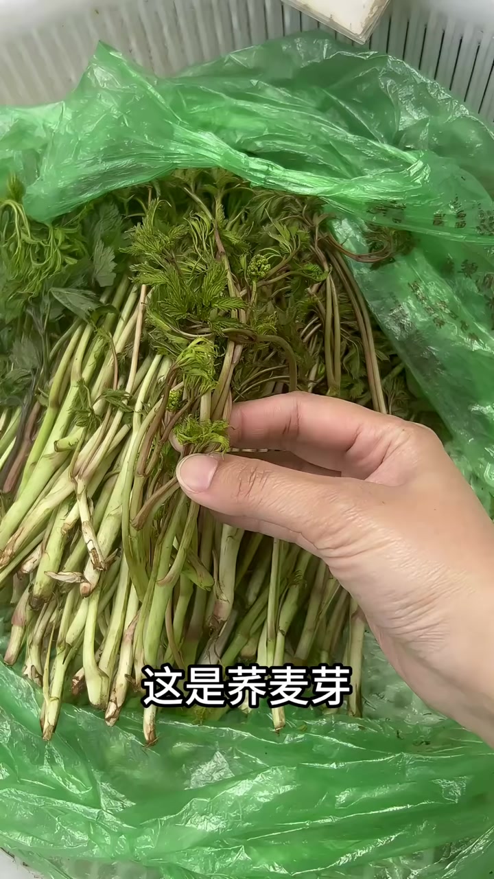 东北山野菜认识几种？