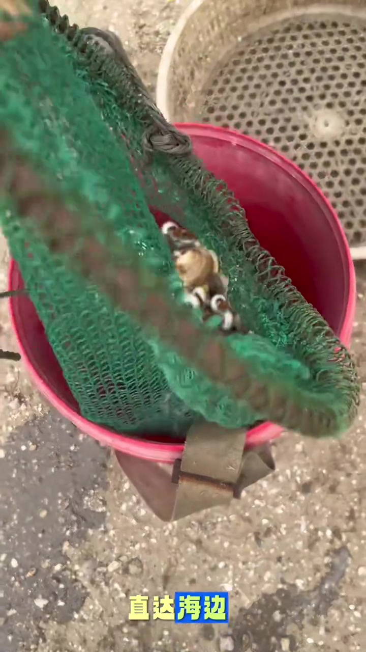 来鲅鱼圈赶海想玩点不一样的，这个既能免费抓皮皮虾、猫眼螺爆桶！
