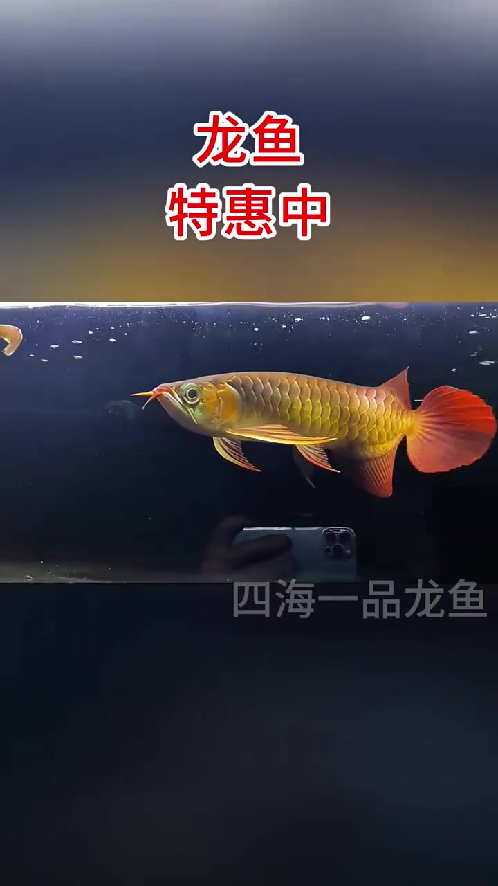 龙鱼