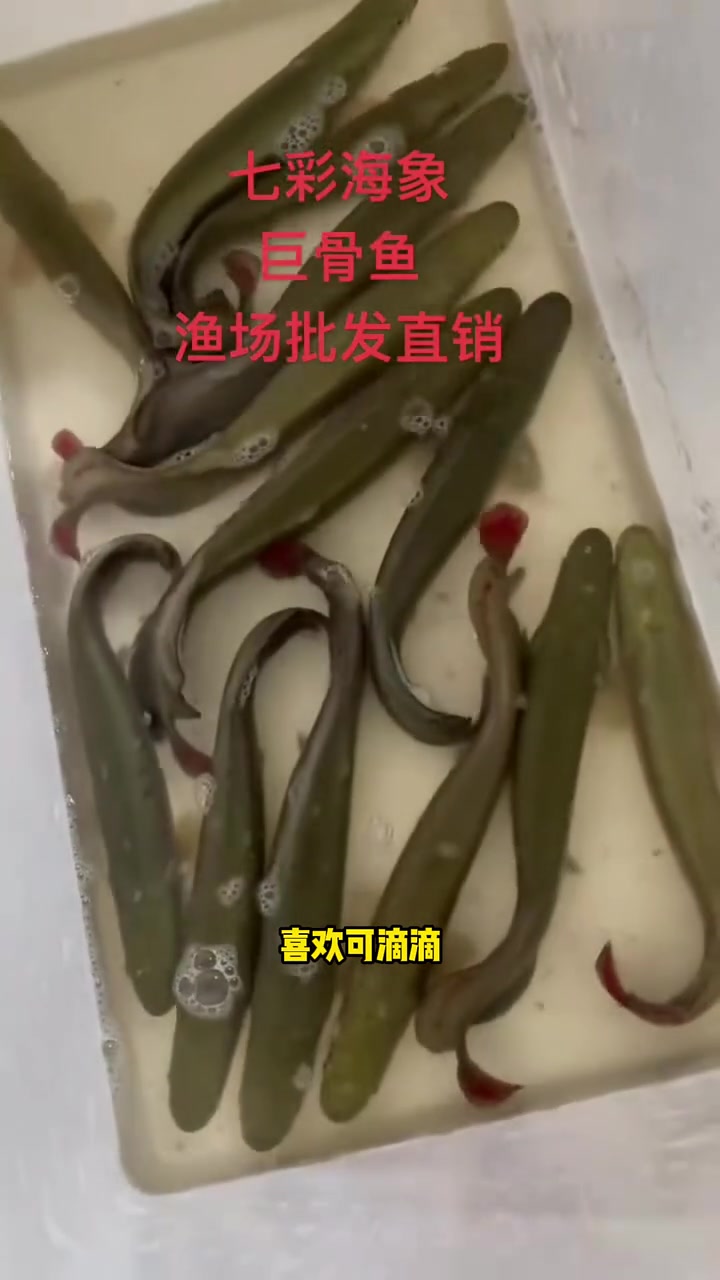 巨骨舌鱼 水族  观赏鱼