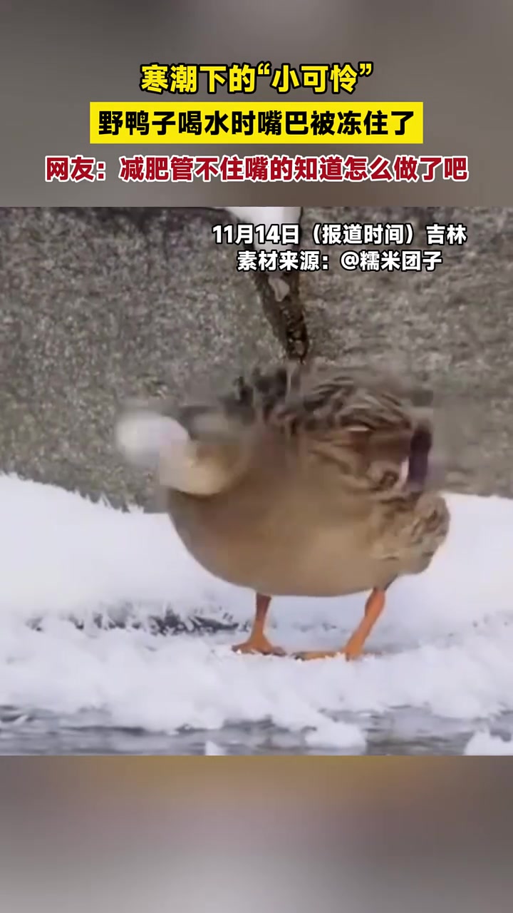 寒潮下的“小可怜”,野鸭子喝水时嘴巴被冻住了,网友:“减肥管不住嘴的知道怎么做了吧。”