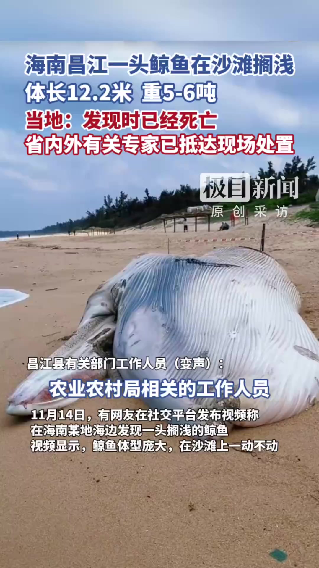 「海南昌江一头鲸鱼在沙滩搁浅,体长12.2米,当地:发现时已经死亡」当地回应海南昌江一头鲸