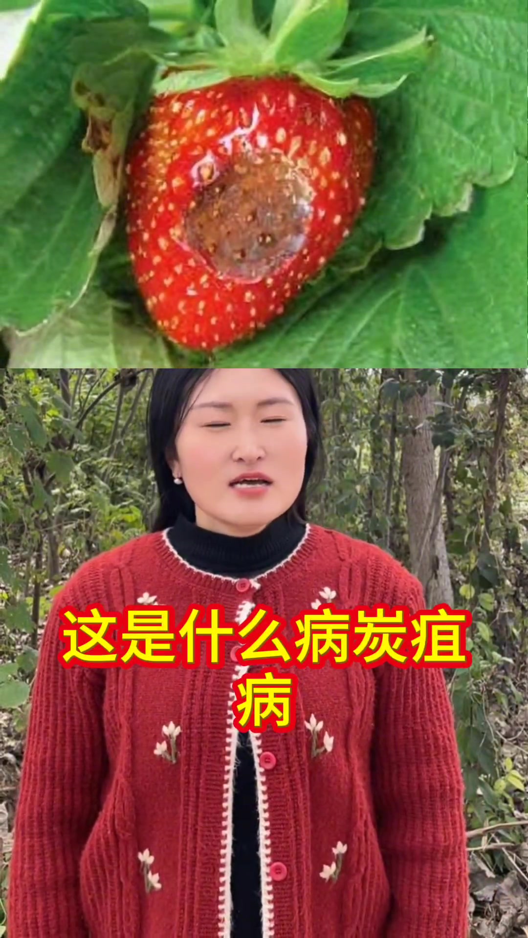 草莓上常见的病害你一定要记好了,对症下药,少花冤枉钱