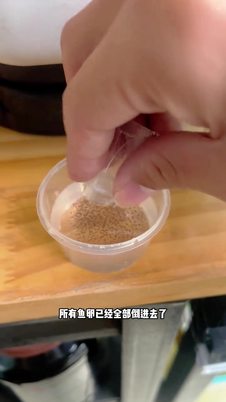 神奇有趣，孵化魔法鱼！