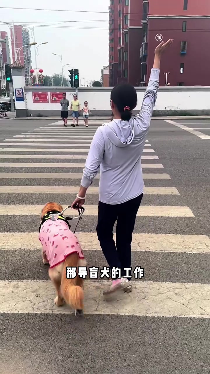 《比熊眼里的世界是啥色?狗狗能看到的颜色,和你想的完全不一样!》