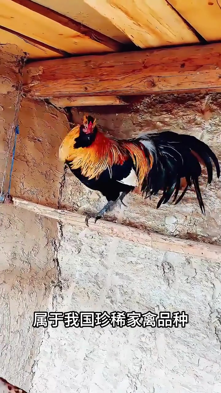 分享十一种不同品种的鸡！看看你见过吗？