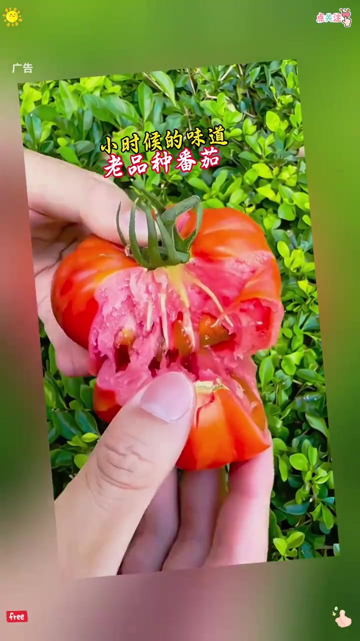 马蹄番茄 应季水果 新鲜采摘 农业 蔬菜
