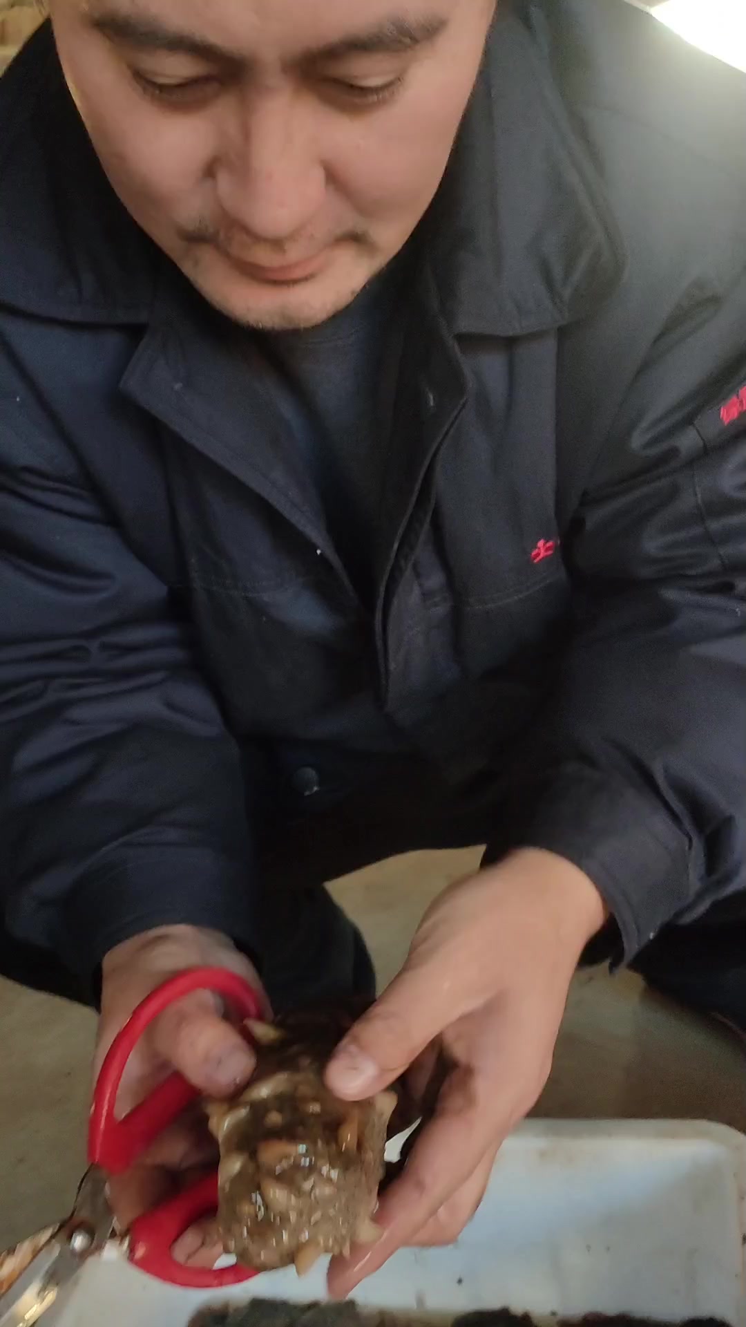 海参如何去内脏?这期视频详细讲解!大连长海县海参