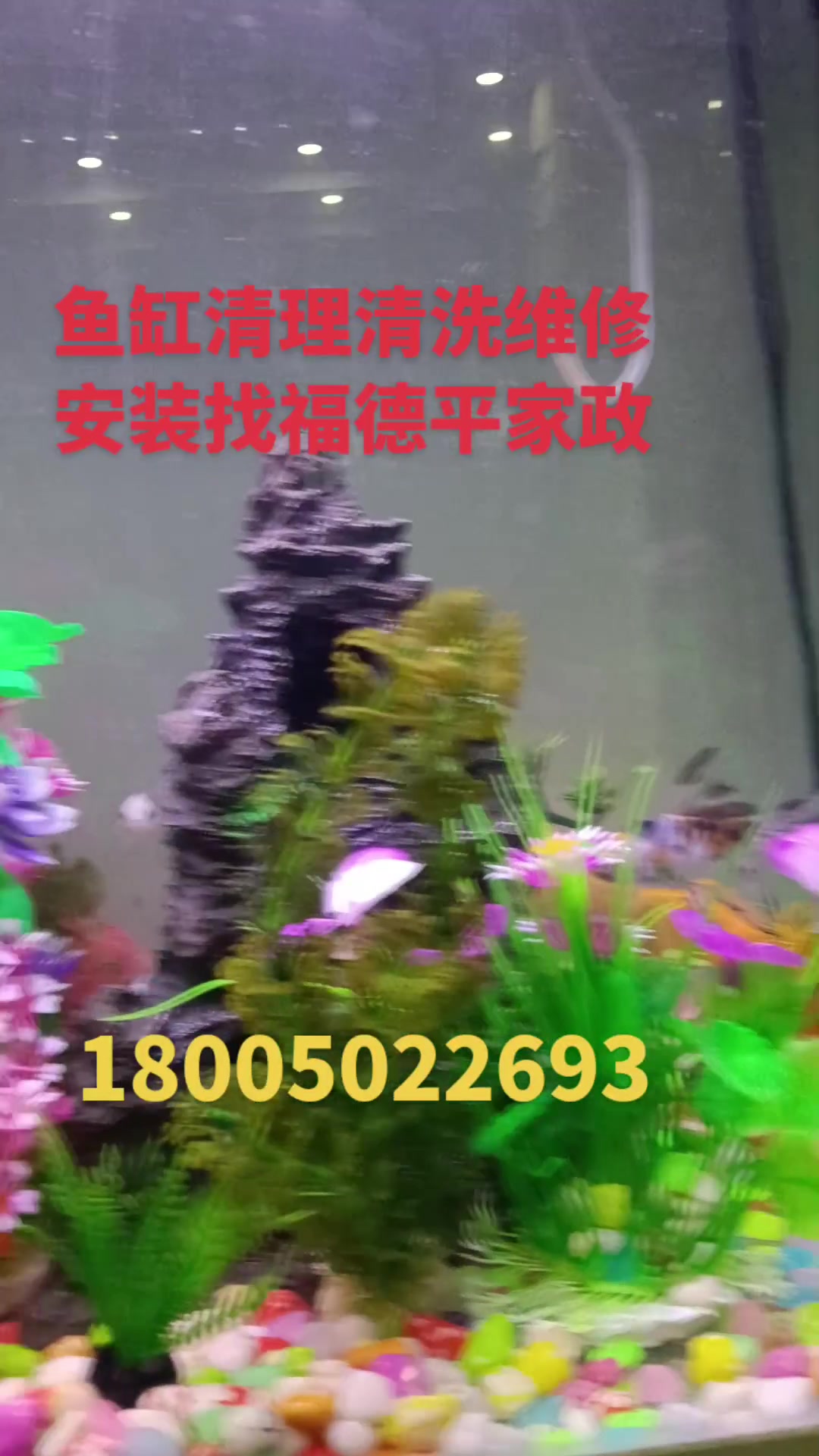 厦门泉州漳州福州鱼缸清理清洗维修安装找福德平家政