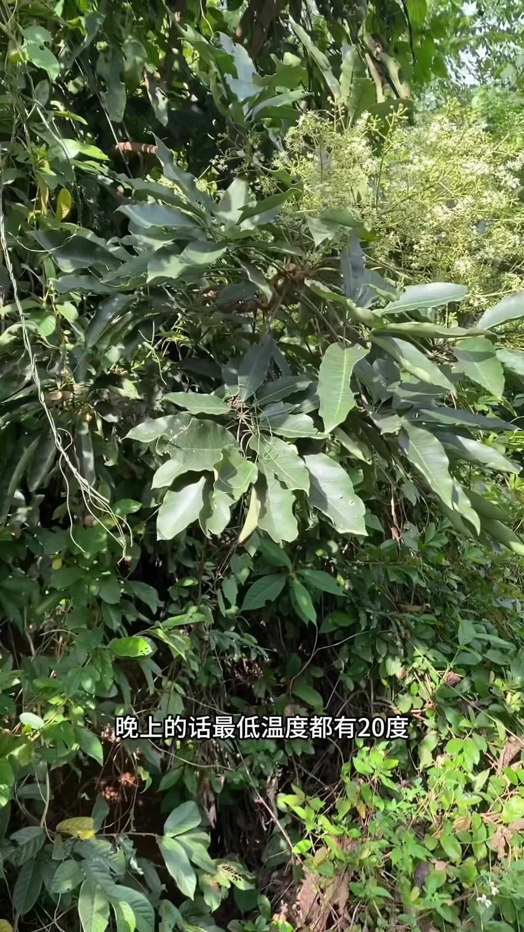 今年鸭脚木开花早气温高要是下雨多是丰收年8斤送4斤