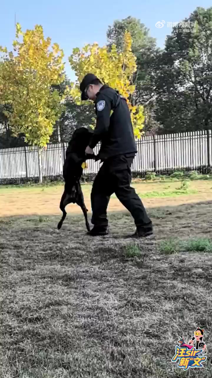 「黑妹、团子、白云、Happy……原来你是这样的汪sir它们是卖萌的警犬更是靠谱的战友 丨