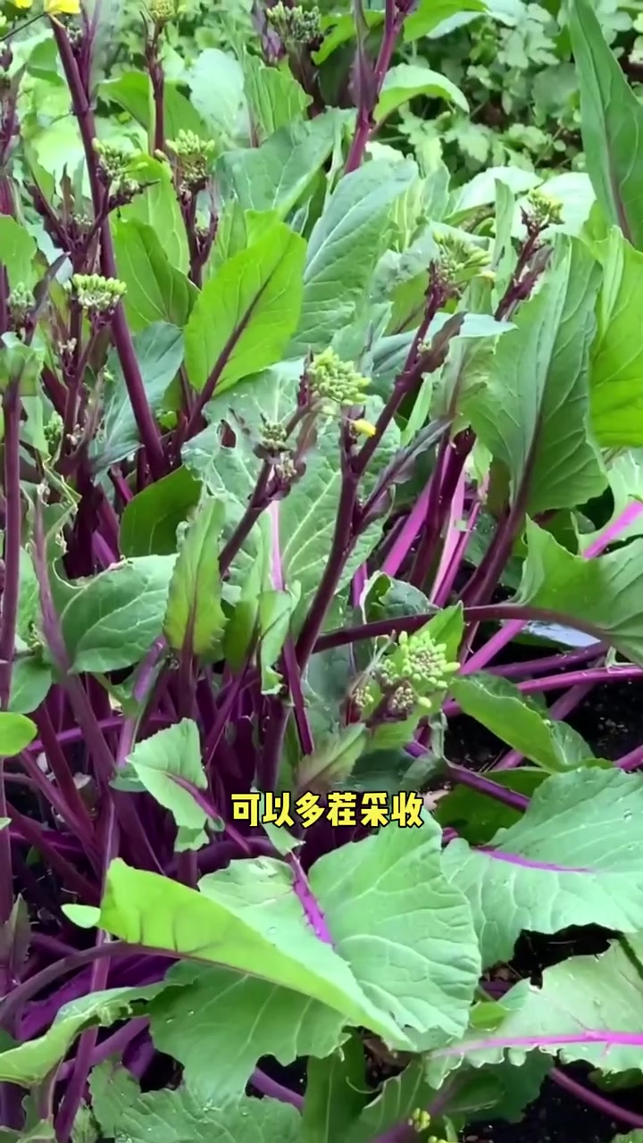 这几种越冬蔬菜从冬吃到春