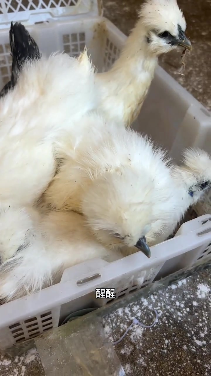 好起来……收到了大场鸡苗了