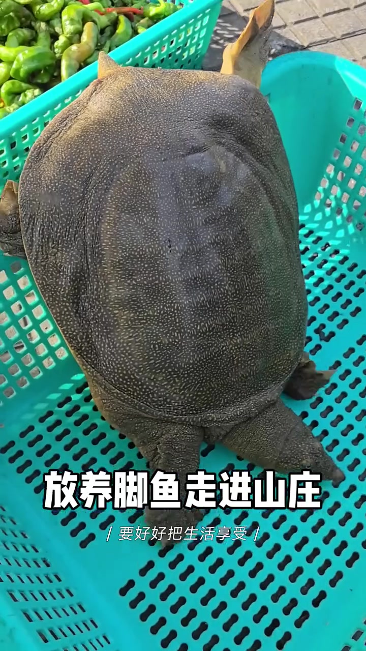 “放养脚鱼”通常指的是在自然或半自然水域中养殖甲鱼(脚鱼是甲鱼的俗称),采用野生的方式进行