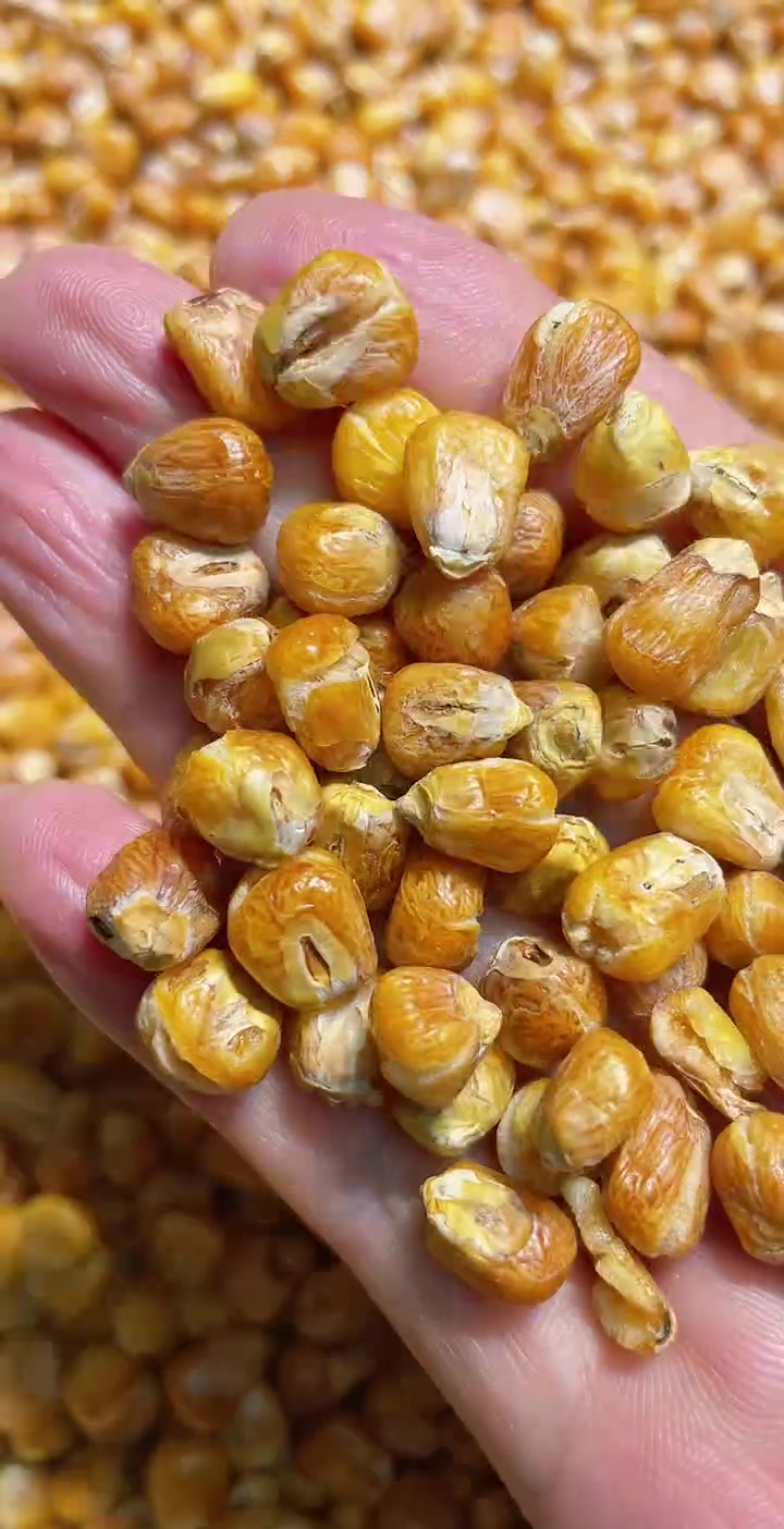 哑巴豆爆米花 无糖 糯玉米烀完沙子炒 嘎嘣脆 每袋500克