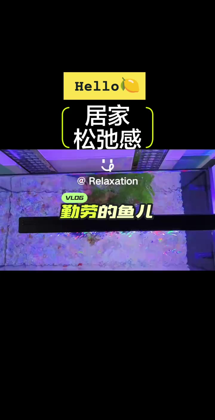 周末的无限松弛感,从看鱼儿觅食开始