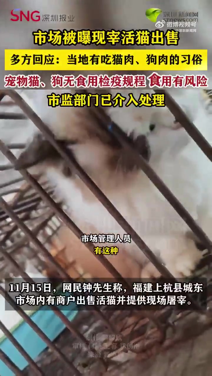 「市场被指现宰活猫出售 市监部门介入」吃猫肉习俗能否成为活猫现宰理由 11月15日,网民钟