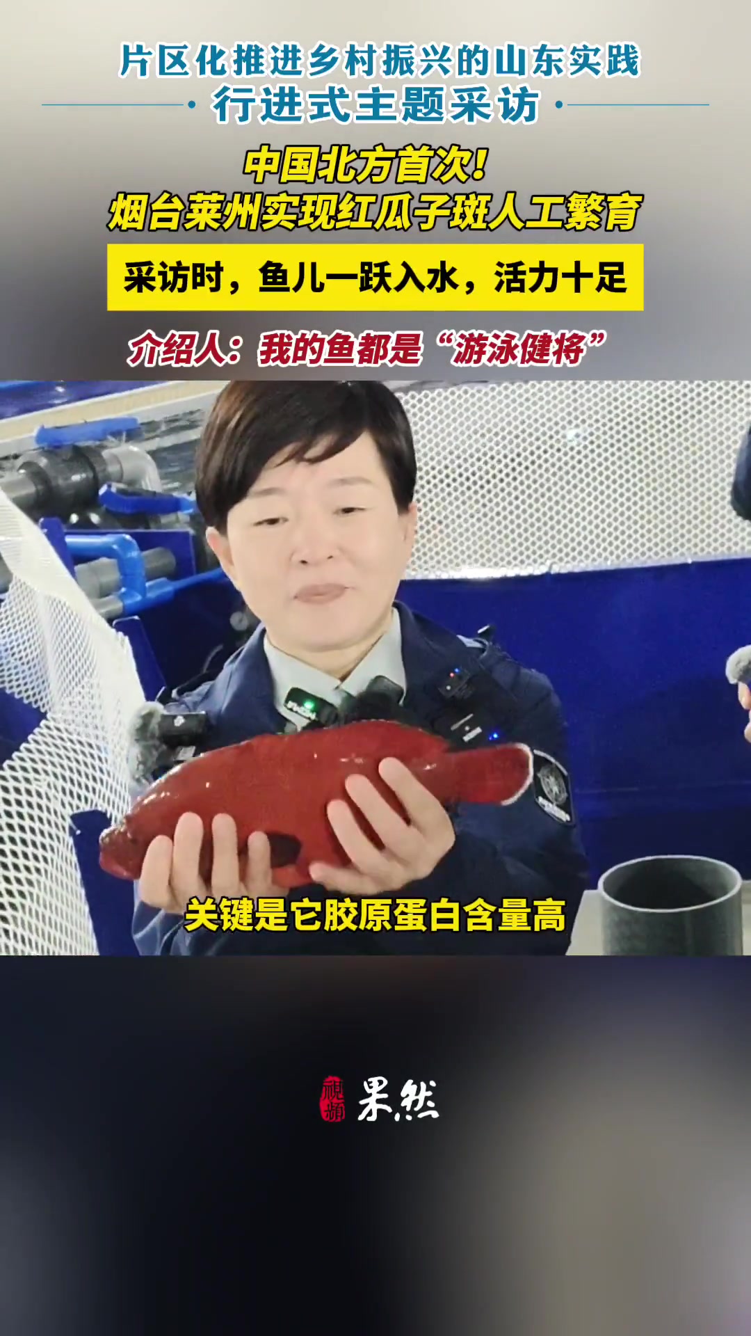 莱州红瓜子斑解锁北方首育,“水中健将”跳水亮相太吸睛