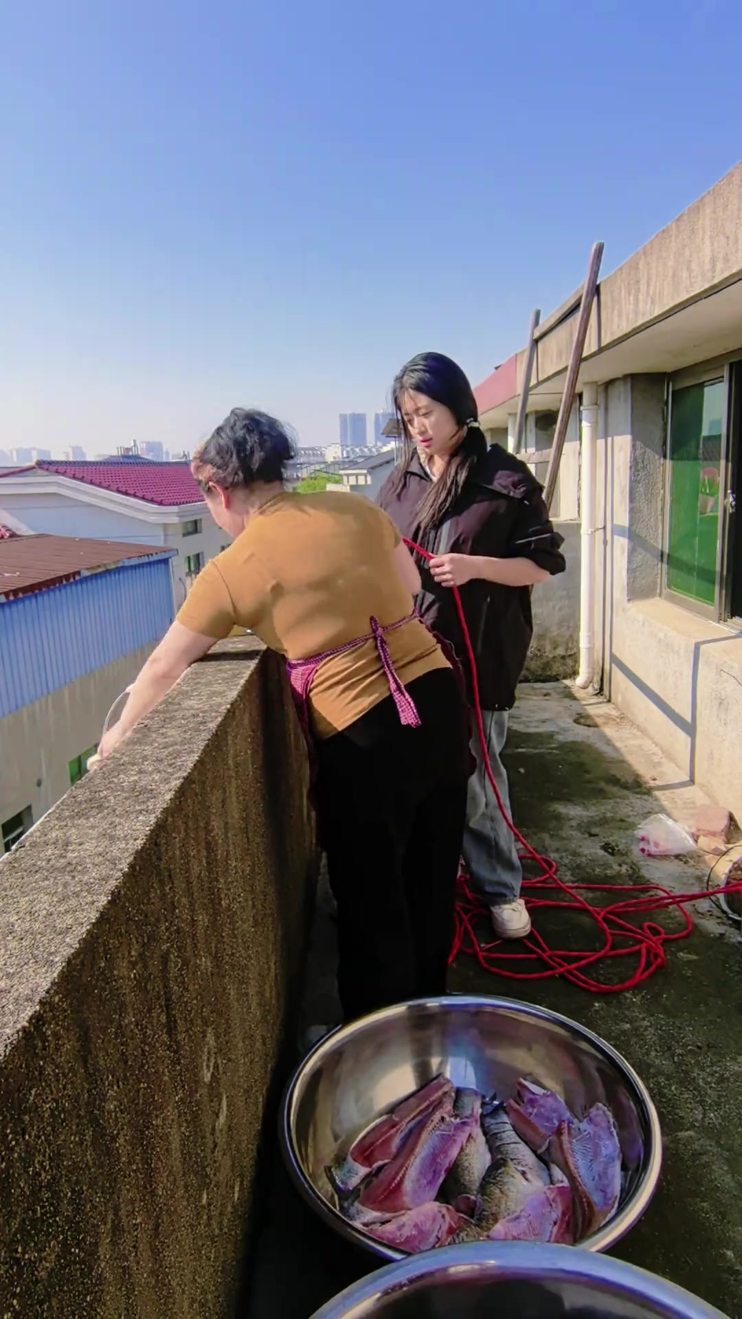 买了两三百斤大草鱼准备做酒糟鱼，忙碌生活不停歇