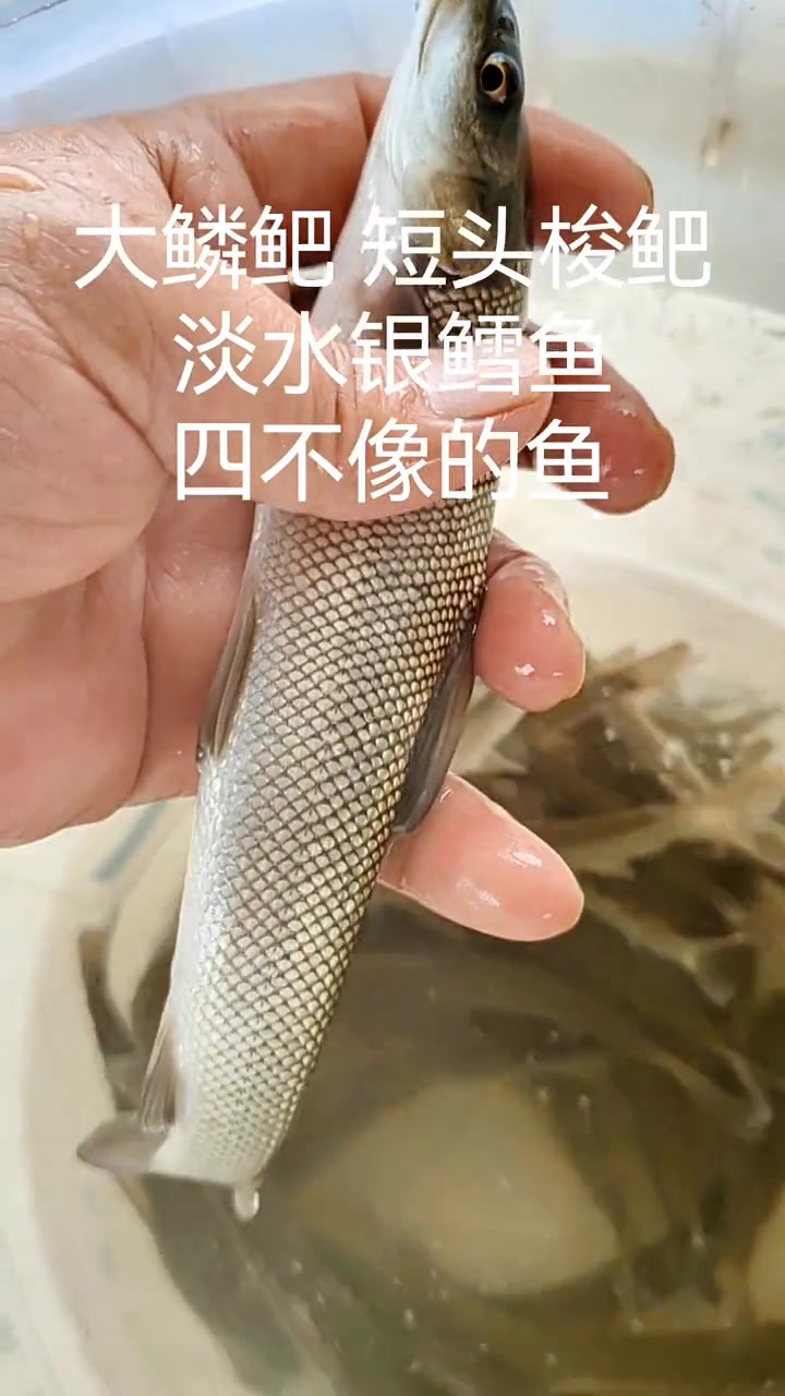大鳞鲃又名淡水银鳕鱼，天山银鳕鱼，它的真实学名叫短头梭鲃，是从乌兹别克斯坦引入我国养殖。据