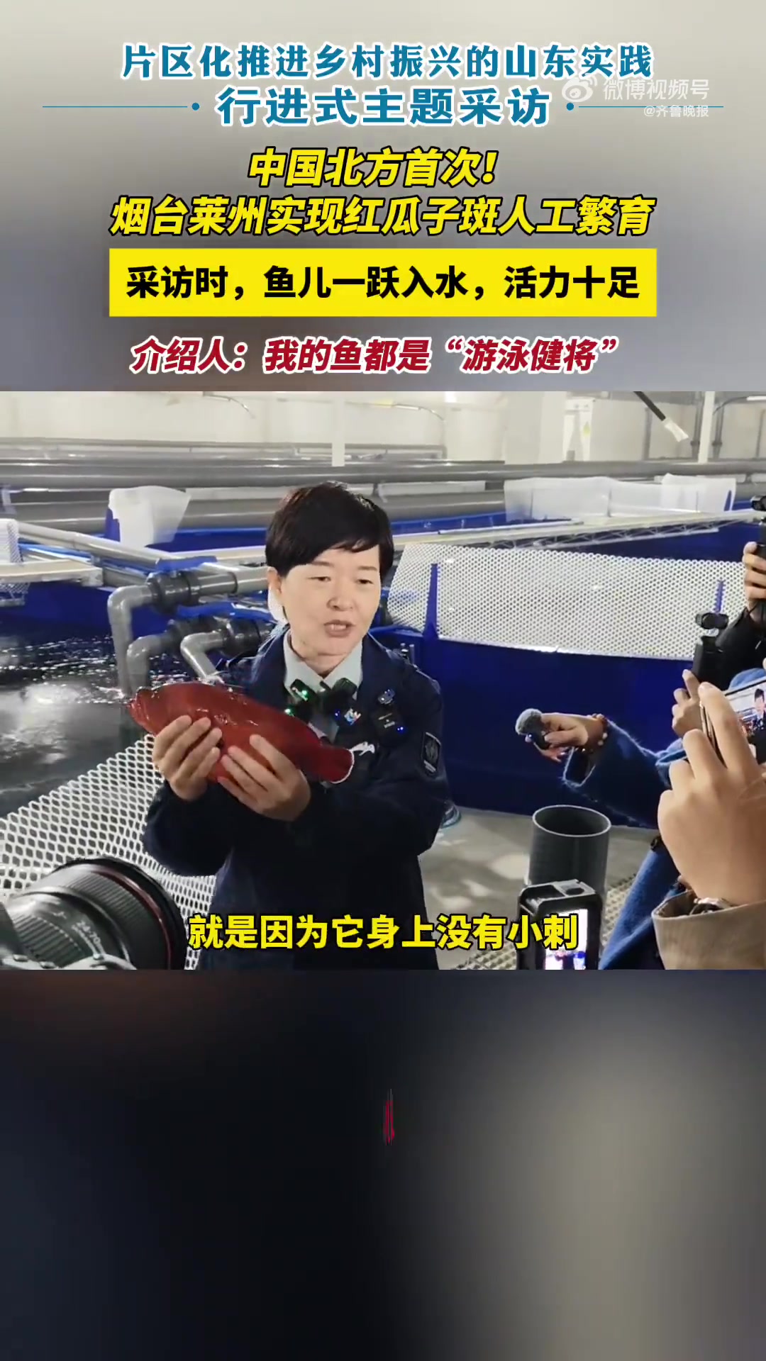 「乡村振兴看片区|菜州人工繁育红瓜子斑鱼系北方首次」11月17日,记者跟随“片区化推进乡村