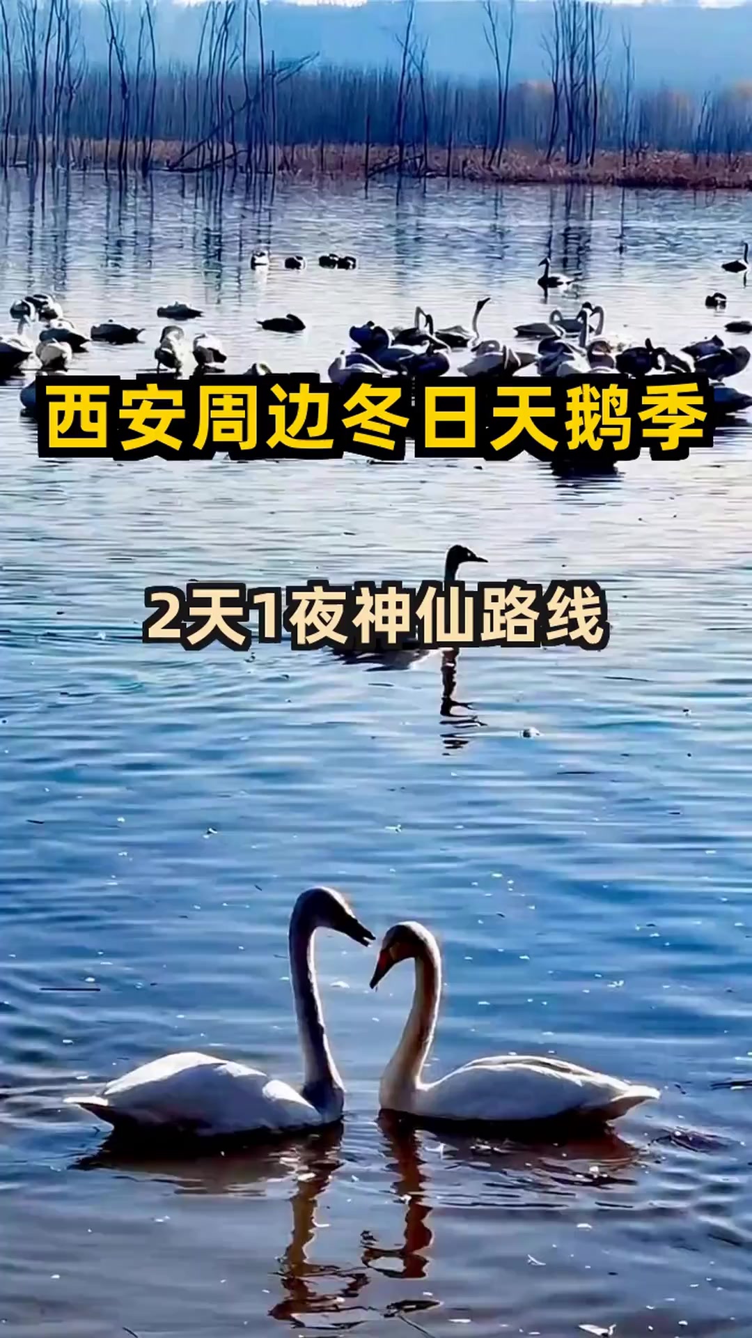 三门峡天鹅湖冬季游玩攻略,西安周边必去!