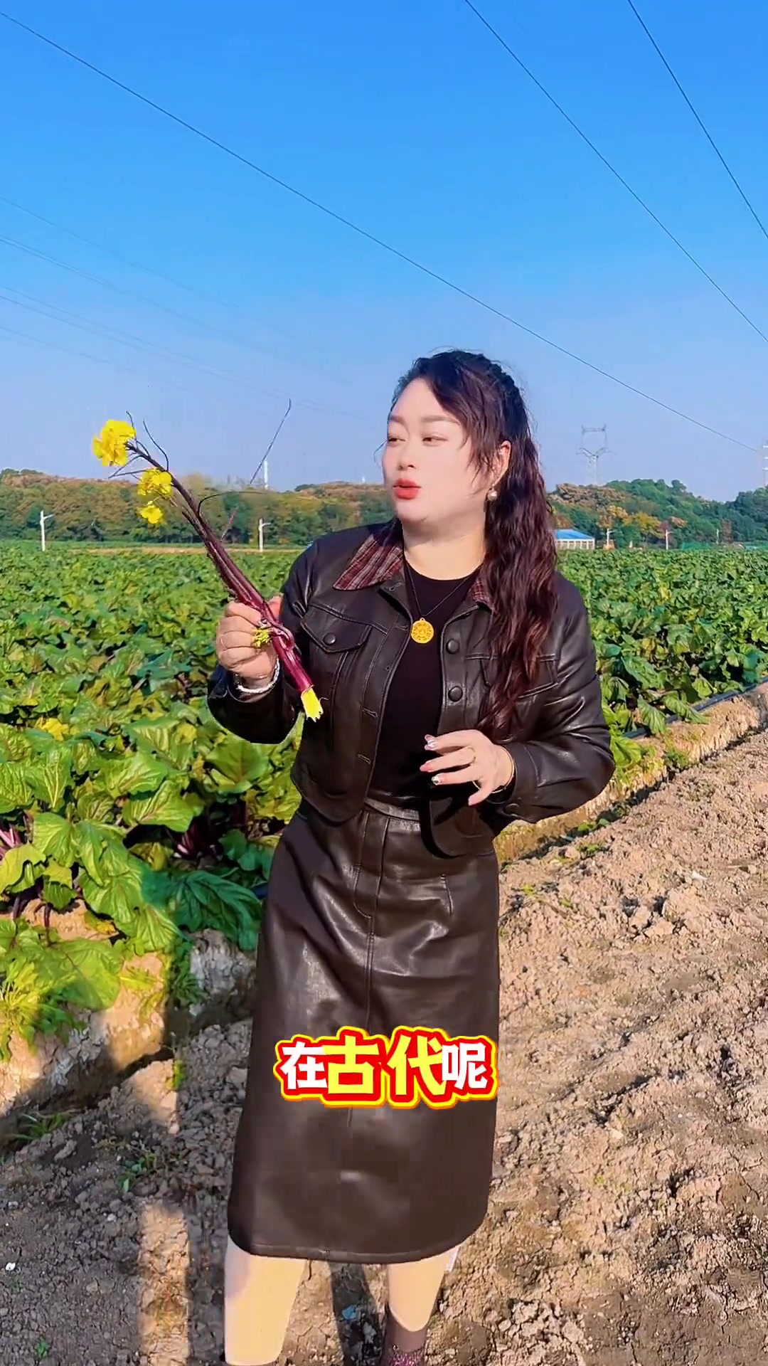 探访武汉洪山菜苔基地，感受新鲜蔬菜魅力