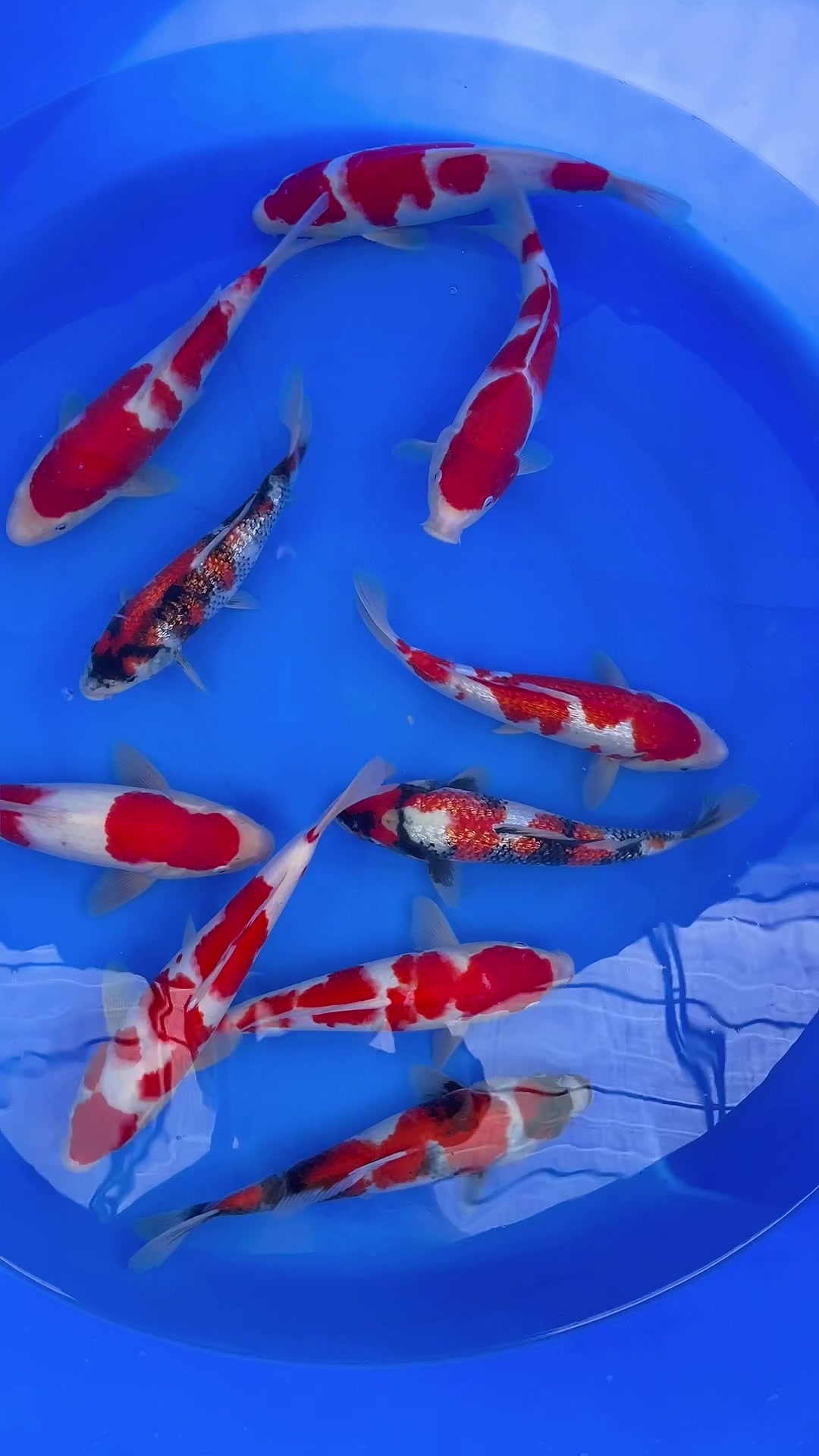精品红白昭和锦鲤观赏鱼
