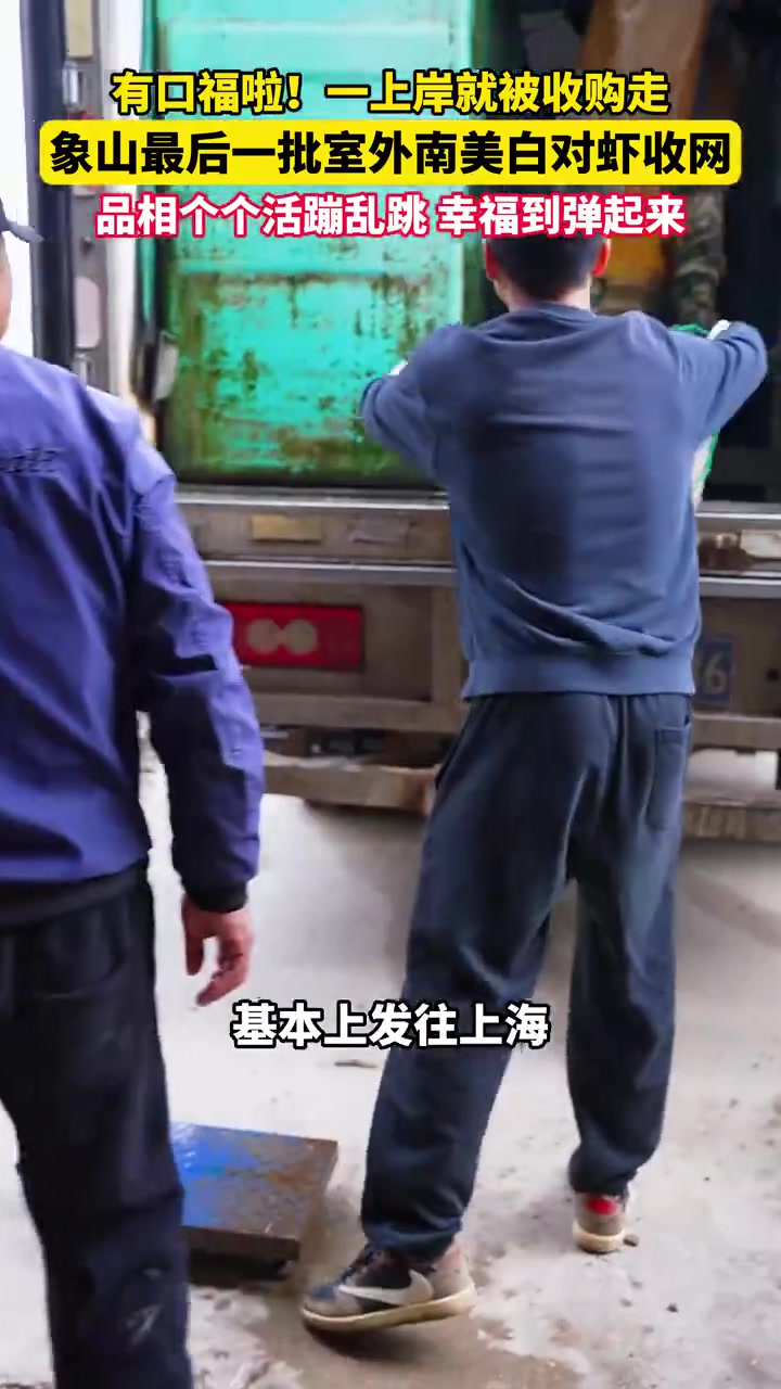 有口福啦！品相个个活蹦乱跳，幸福到弹起来！象山最后一批室外南美白对虾陆续收网，今年亩产近3