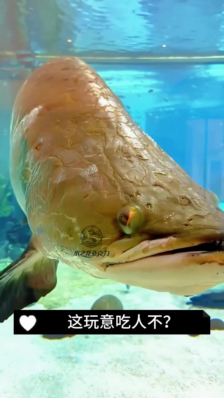 养鱼养财风生水起财运来 超大猛鱼缸 猛鱼混养