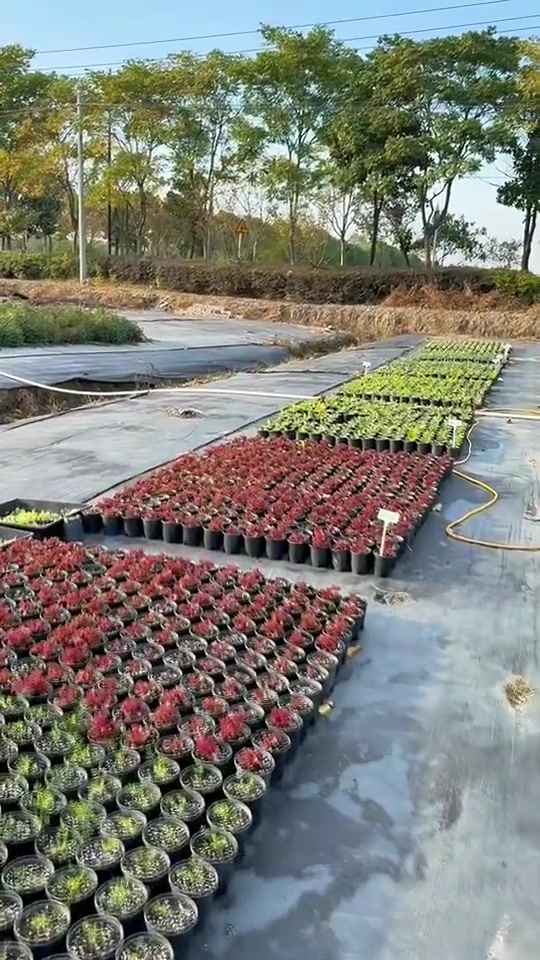 冬春季观赏蔬菜系列 2025-2026年冬春季观赏蔬菜系列正式上线,70多个品种,华东地区