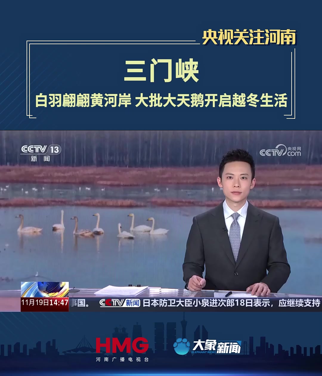 「央视关注河南三门峡」白羽翩翩黄河岸 大批大天鹅开启越冬生活