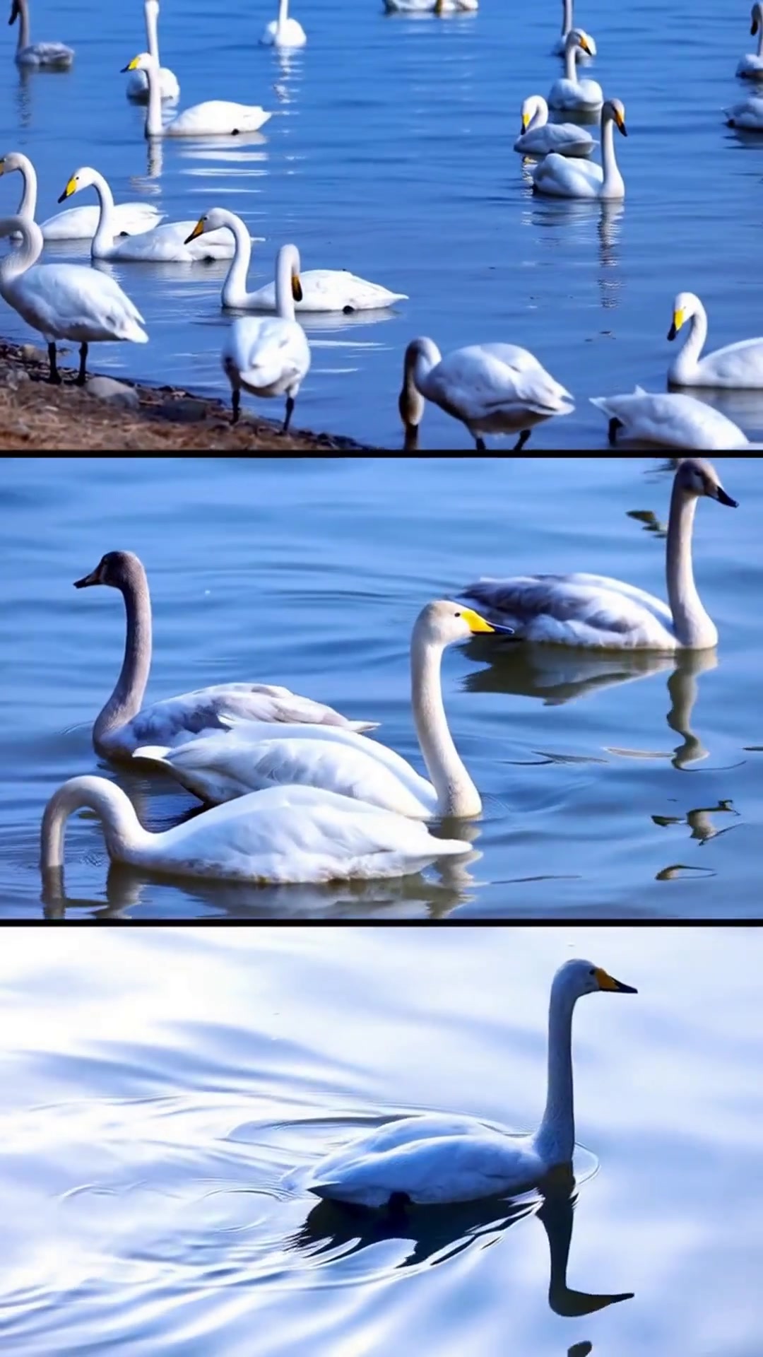 冬季必看！三门峡赏天鹅全攻略，免费机位+温泉酒店全打包