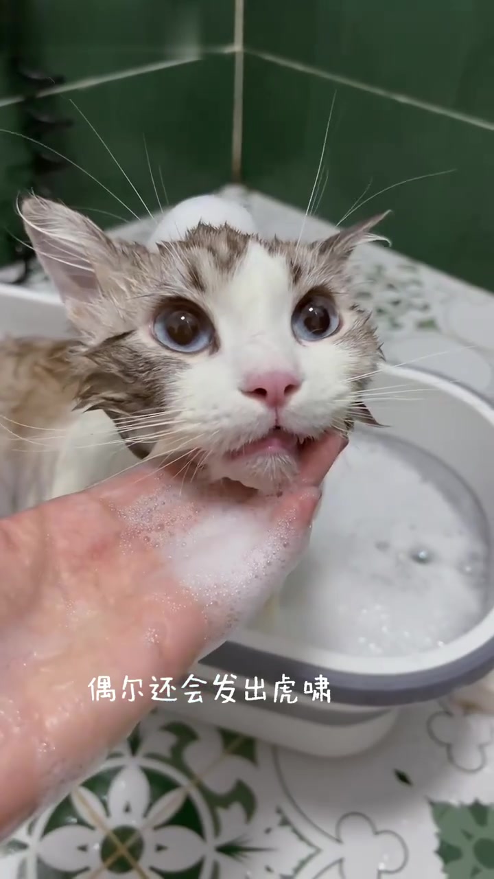 当我意识到我们家有一只食肉动物
