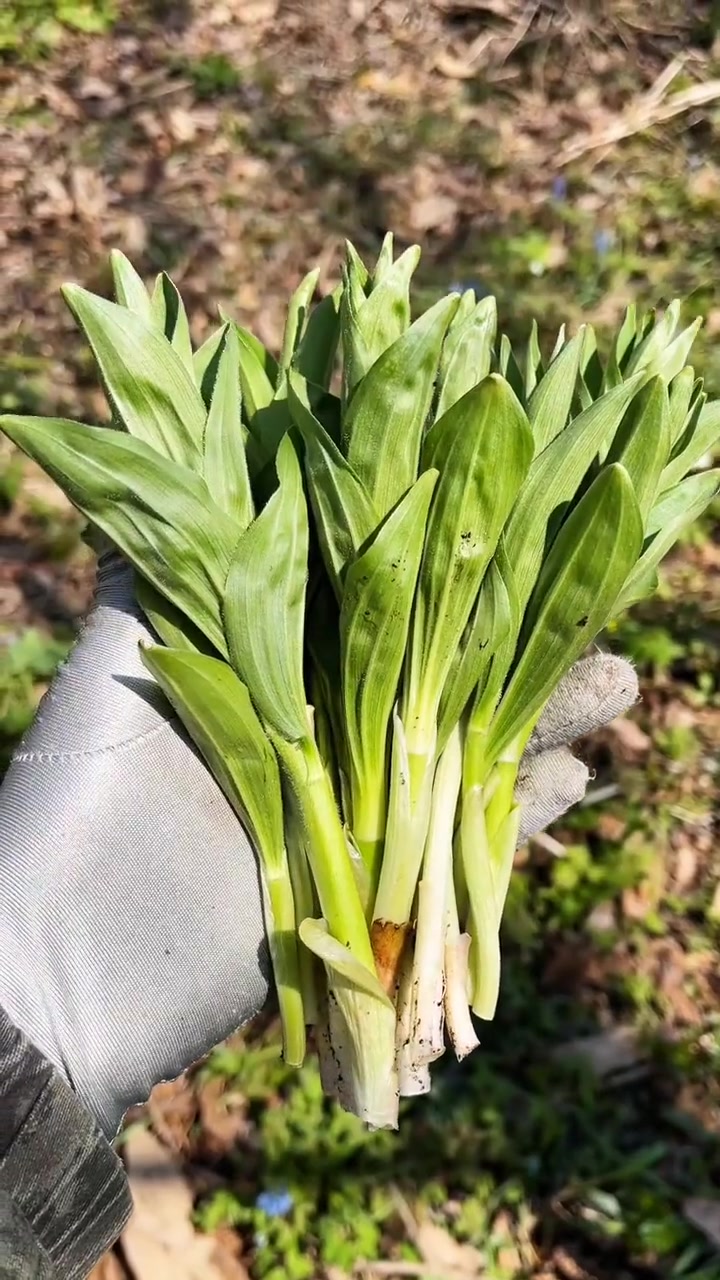 你吃过几种东北山野菜？感受的味道