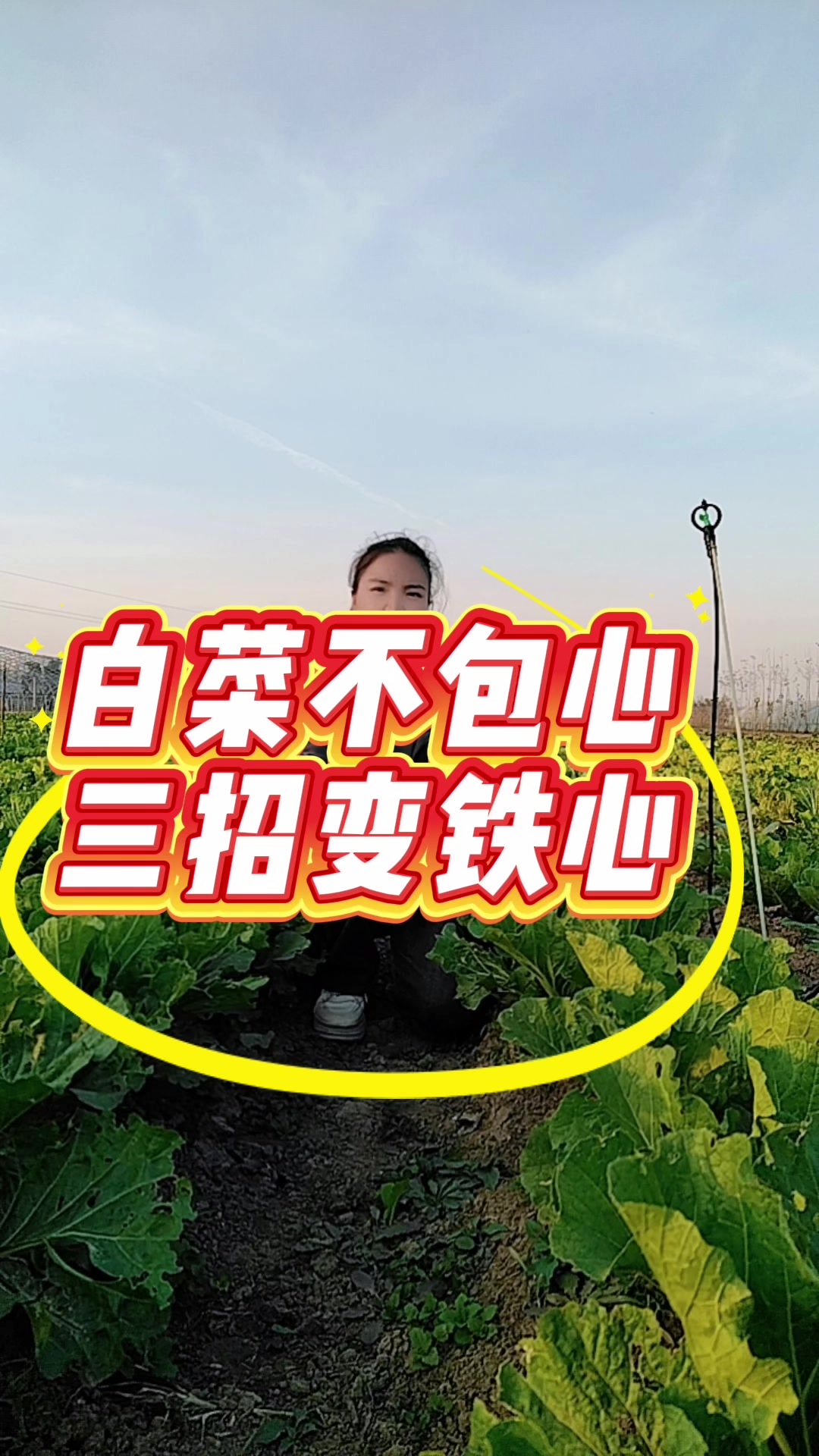 白菜不包心,三招变铁心