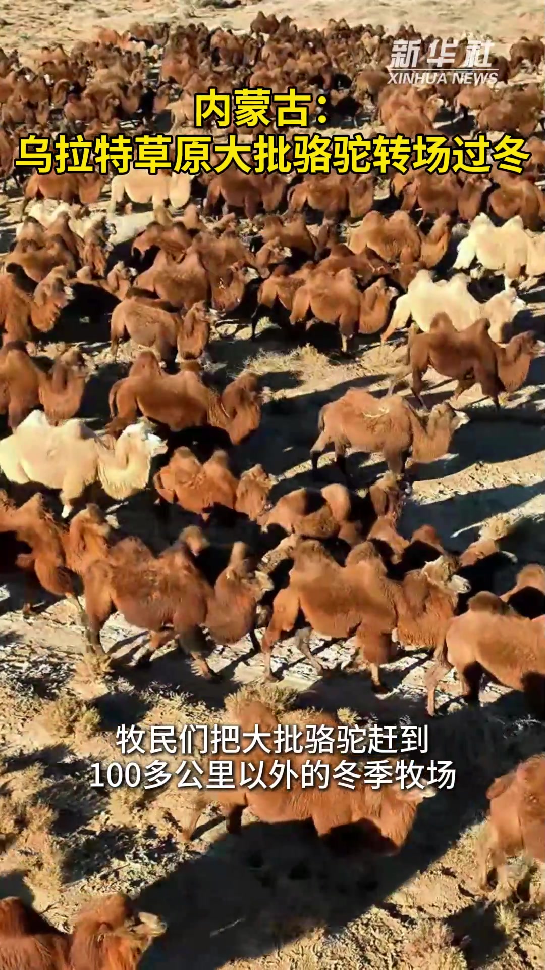 内蒙古:乌拉特草原大批骆驼转场过冬