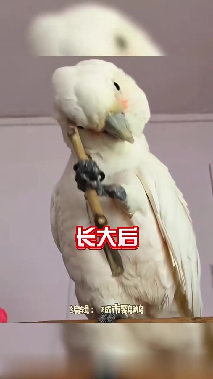 小时候可爱,长大后爆帅的5种鹦鹉