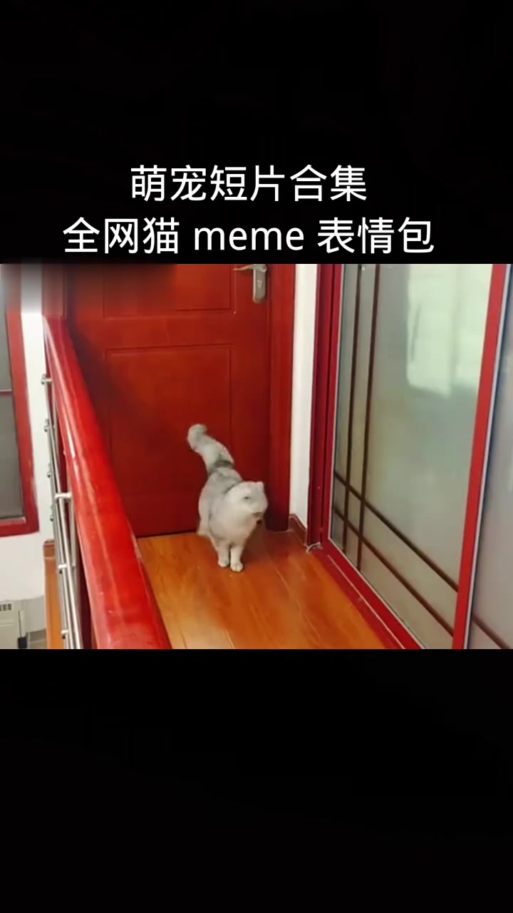 盘点全网猫meme表情包出处