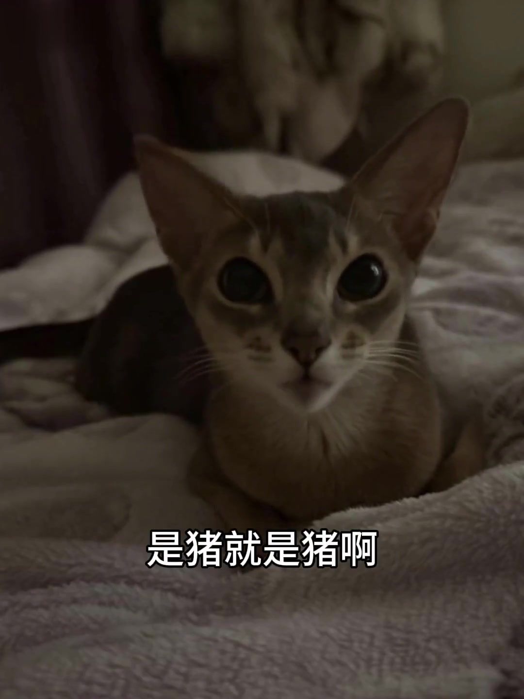 妈咪说我是她养的可爱圆嘟嘟小猪