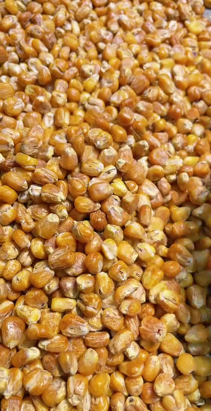 哑巴豆爆米花 糯玉米烀完沙子炒 嘎嘣脆 每袋500克