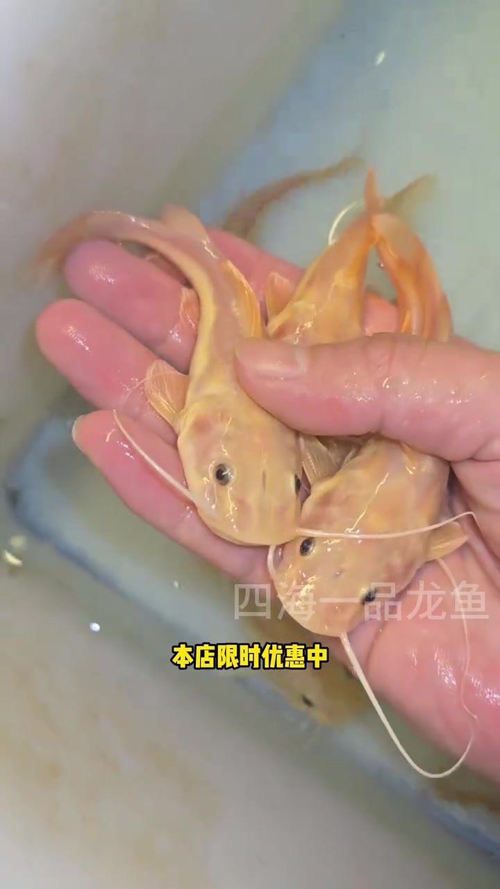 黄金招财猫 水族 观赏鱼