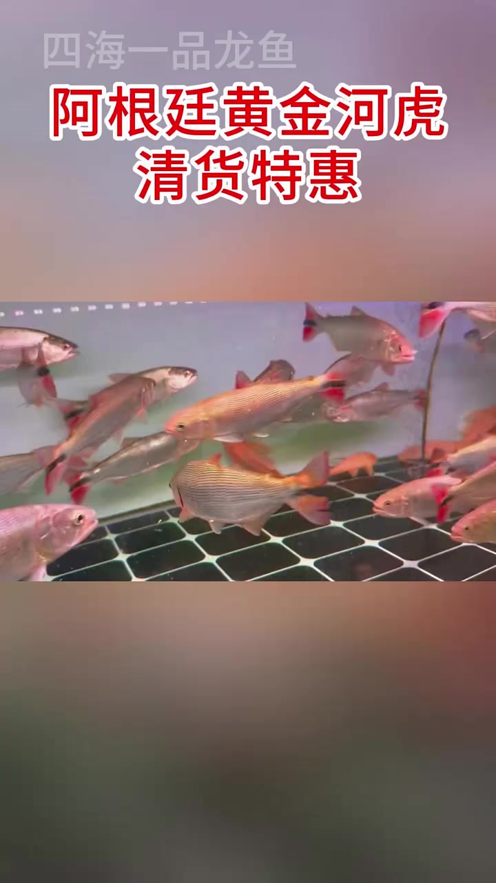 阿根廷黄金河虎 水族 观赏鱼