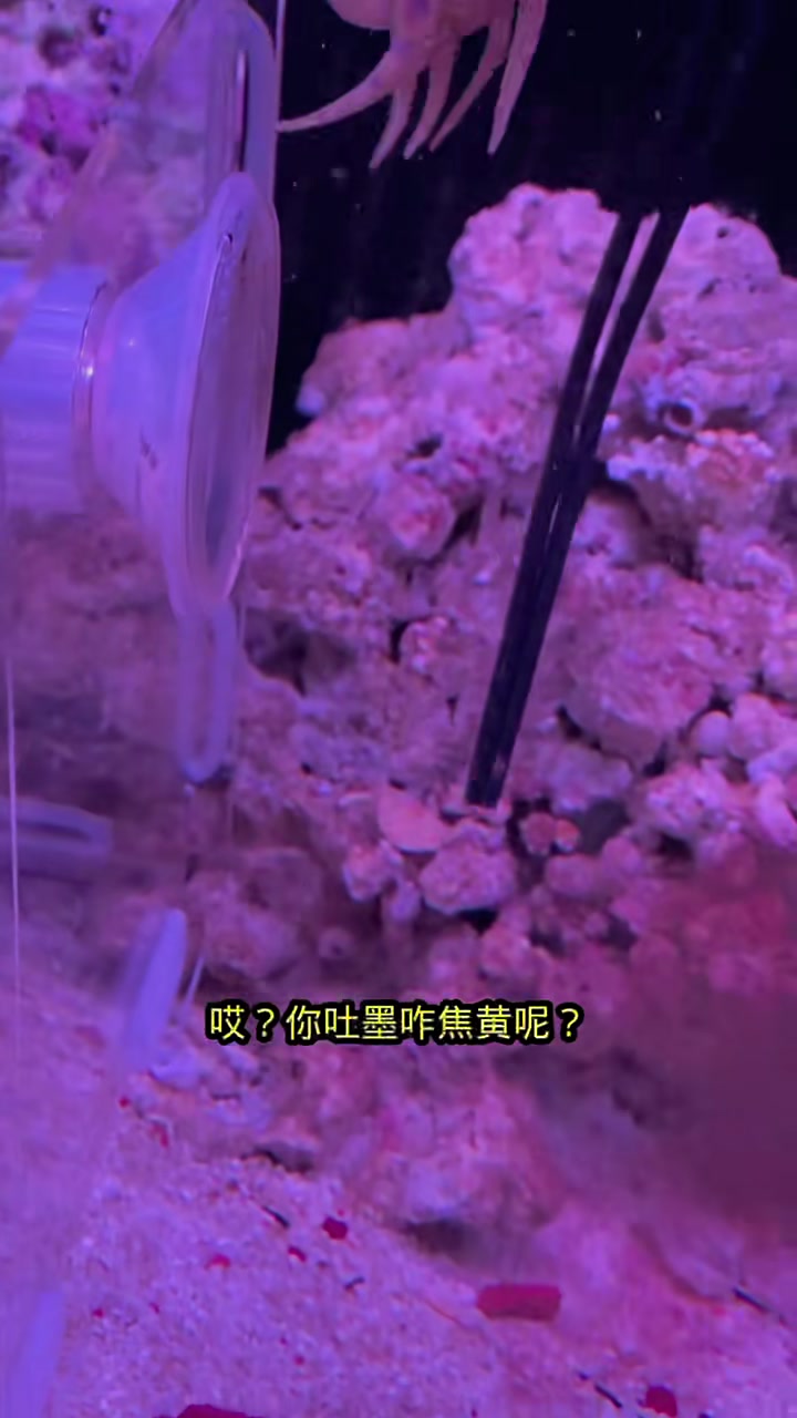 蓝环章鱼怀孕了！