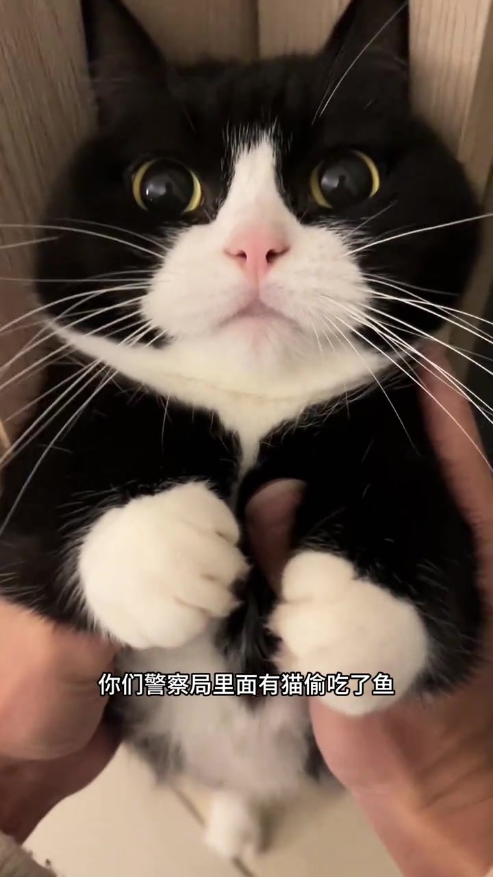 可爱的小猫最爱吃鲜美的鱼！