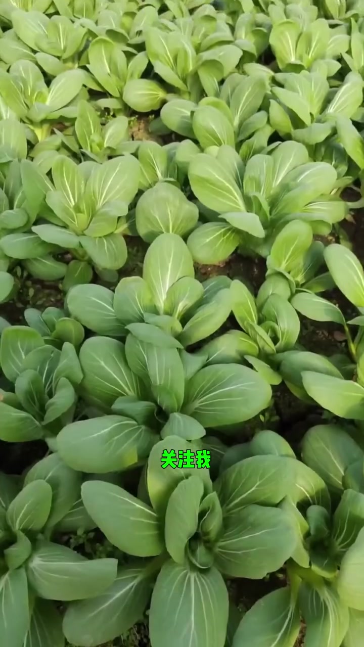 四季青梗菜怎么播种