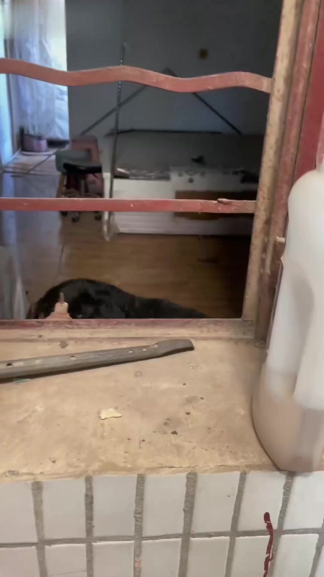 晒的咸菜让猪拱了，不能让邻居刷到